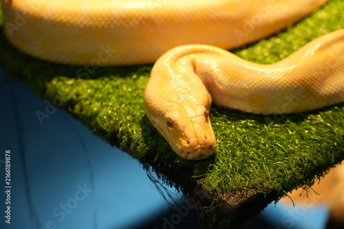 Bild auf Leinwand Albino Reticulated Python Close Up Exotic Pet
