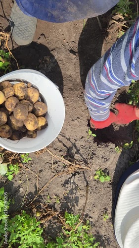 Closeup hands of gardener with digging bush potato.