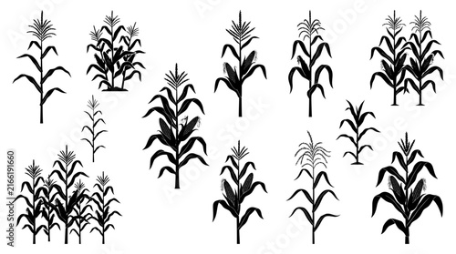 vector illustration corn tree