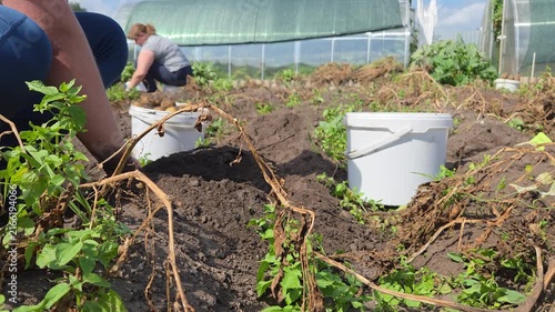 Closeup hands of gardener with digging bush potato.