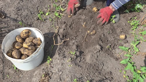 Closeup hands of gardener with digging bush potato.