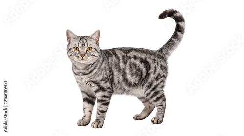 фотографія Beautiful silver tabby cat with striking golden amber eyes standing elegantly against a crisp white background while displaying its detailed fur pattern and fluffy tail held high in perfect focus