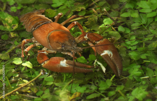Invasive North American Signal Crayfish, Pacifastacus leniusculus, feeding in a chalk stream in the UK.