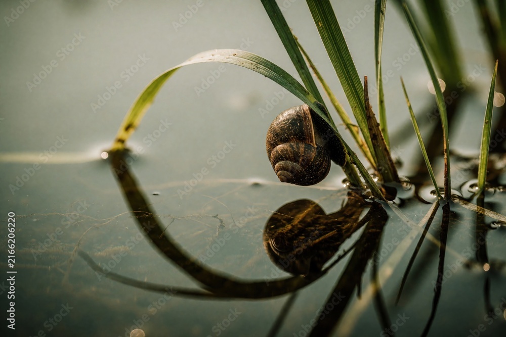 Fototapeta premium Pond snail clings to green grass blade at water surface. Snail shell spirals reflect in calm pond water. Wet plant stem supports small mollusc.