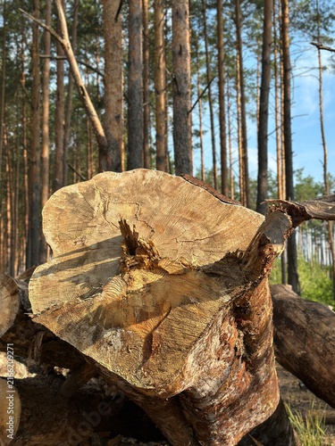 Fotografie Close-up of a freshly cut tree stump with rough, splintered wood texture
