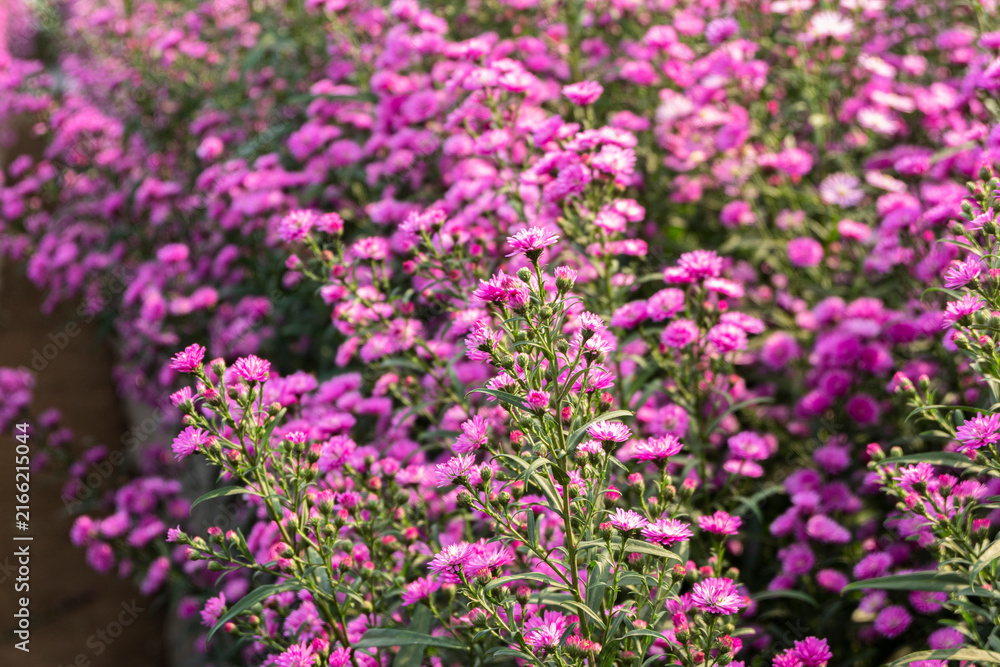 Fototapeta premium Densely planted bright pink aster flowers blooming across a large garden field with floral backgroun