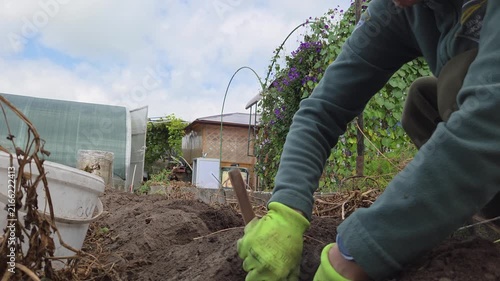 A woman digs potatoes with her hands and a wooden one, gardener with digging potato.