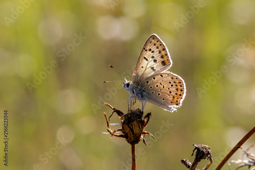 Obraz na płótnie Close up of a sooty copper butterfly (Lycaena tityrus) sitting on a dry wild flo