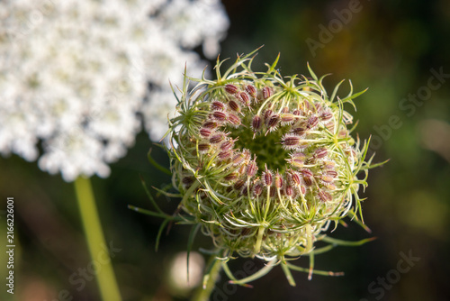 Obraz na plátne Macro shot of a wild carrot Daucus carota flower bloom
