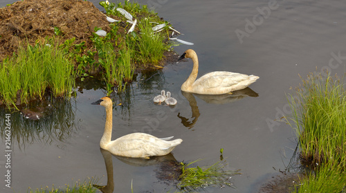 Konstfotografi Trumpeter swans with two cygnets