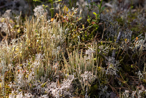 Bild auf Leinwand Fruticose horn lichen Cladonia cornuta growing on a green mossy ground near Lake