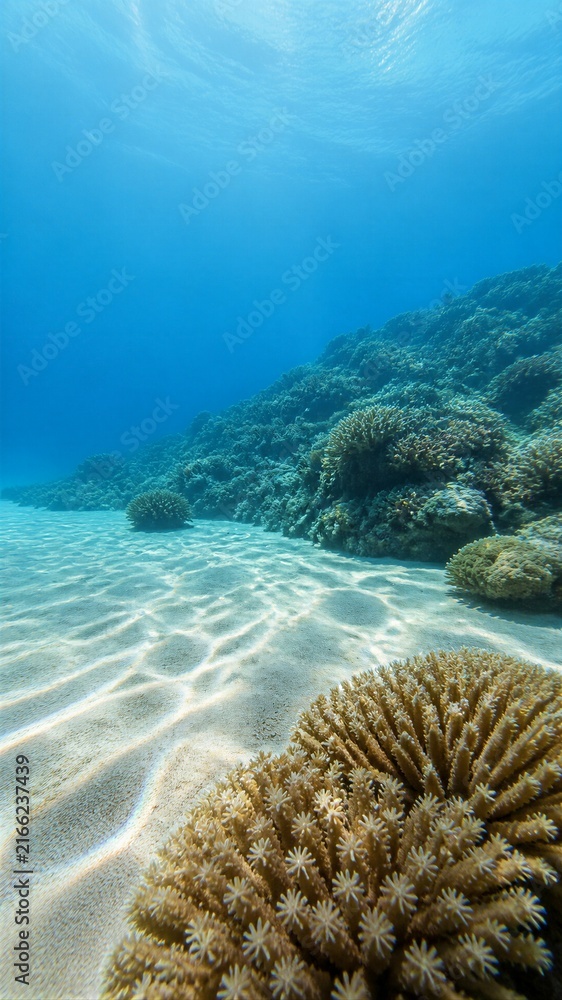 Fototapeta premium Underwater coral reef landscape with sunlit sandy seabed and open blue water creating spacious copy space for marine conservation and travel banner