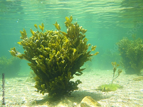 Картината върху платно Photographie sous-marine de goémon (Fucus vesiculosus), une algue très commune e