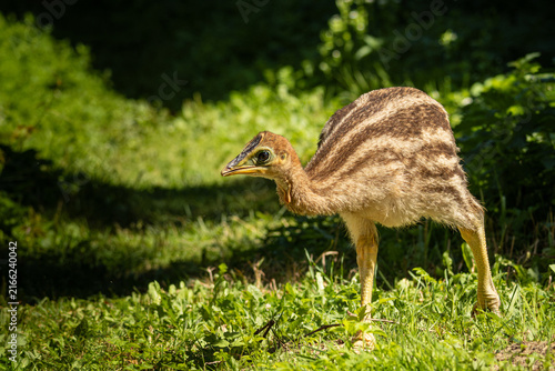 the young cassowary is walking