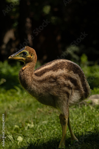 the young cassowary is walking