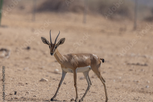 Quadro su tela Dorcas gazelle walking across a dry desert landscape in Israel, showing its slender body, curved horns and natural movement