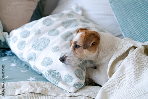 Quadro su tela Sleepy purebred terrier dozing on a printed pillow in a cozy bedroom, a calm rest scene for pet care, home textile and animal wellness content