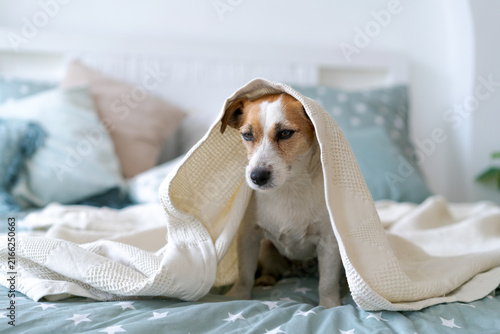 Canvastavla Small terrier sitting alone under a blanket on a bed with a lowered head, a quiet emotional shot for separation anxiety, pet sitting and animal welfare