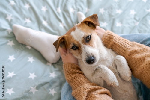Fotografie Adorable jack russell terrier dog cuddling in the arms of a caucasian woman on a mint star bedspread, soft window light shot for home textile and bedding brands