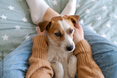 Foto First person view of a caucasian woman holding the ears of her jack russell dog on denim, symmetric shot for pet grooming, ear care and dog owner content