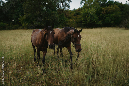 Konstfotografi Two horses walk through a grassy field under cloudy skies in a rural area of the