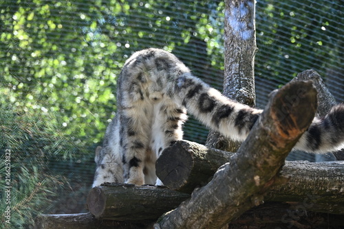 the irbis, also known as the snow leopard (panthera uncia), is a large wild cat native to the high mountains of central and southern asia. it has thick pale fur with dark rosettes, a long bushy tail, 