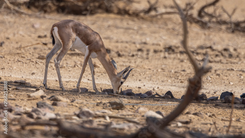 Canvastavla Dorcas gazelle feeding on the ground in a dry desert environment in Israel, surrounded by rocks and desert vegetation