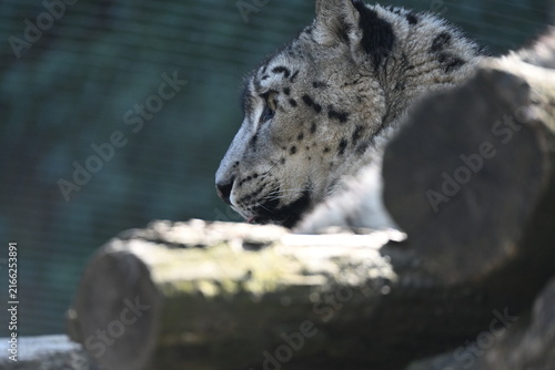 the irbis, also known as the snow leopard (panthera uncia), is a large wild cat native to the high mountains of central and southern asia. it has thick pale fur with dark rosettes, a long bushy tail, 