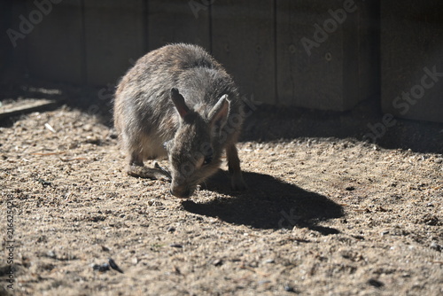 Konstfotografi Dolichotis salinicola Chacoan mara Chacoan cavy