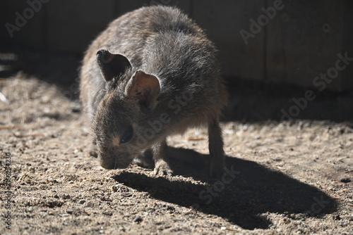 Принти на полотні Dolichotis salinicola Chacoan mara Chacoan cavy