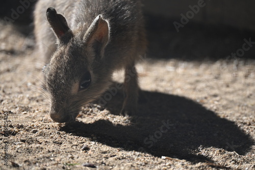 Fotografie Dolichotis salinicola Chacoan mara Chacoan cavy