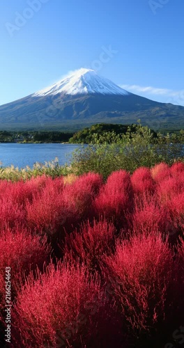 河口湖の大石公園のコキアと富士山