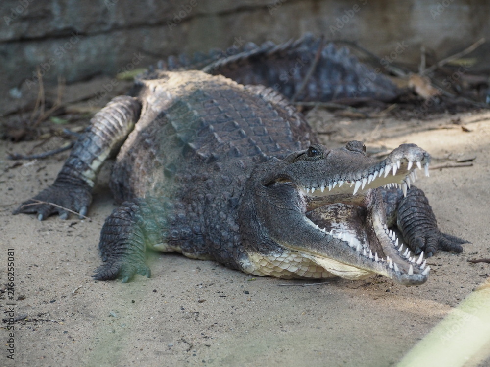 Fototapeta premium A crocodile resting on the ground with its mouth open to regulate temperature.
