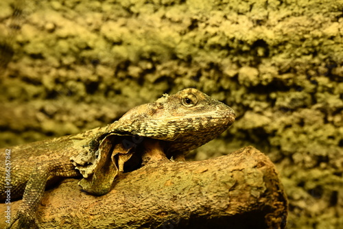 Foto Chlamydosaurus kingii The frilled-neck lizard is a large Australian agamid known for its dramatic expandable neck frill