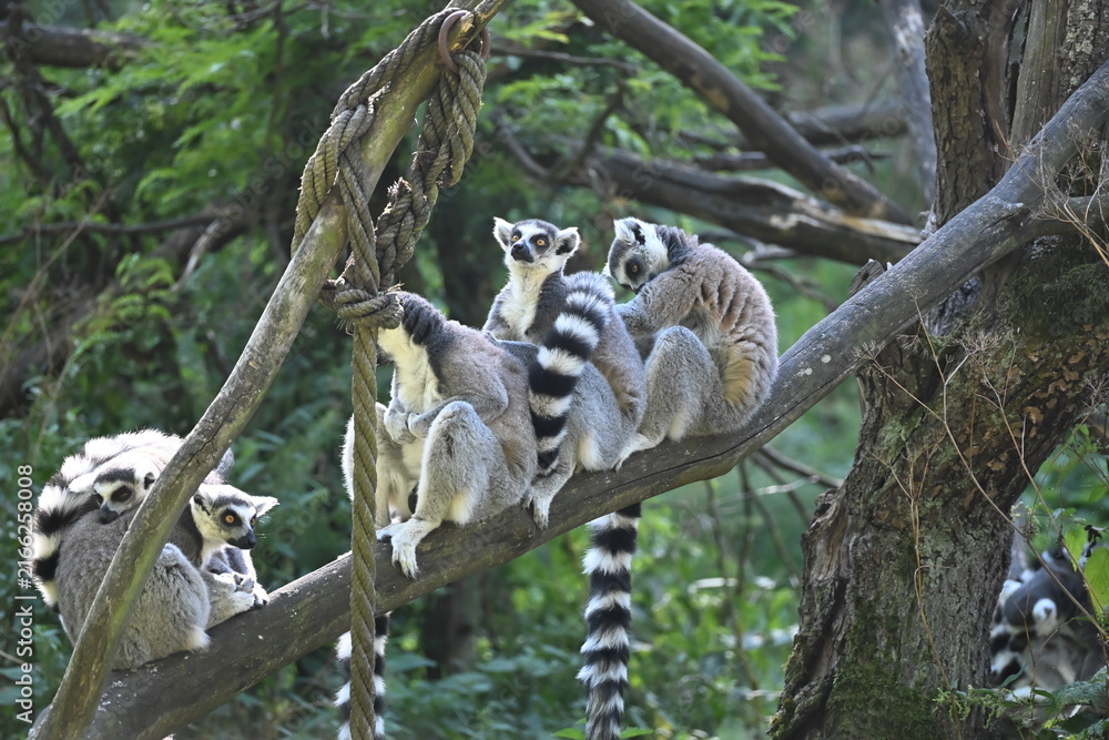 Obraz premium Lemur kata (Lemur catta), also known as the Ring-tailed Lemur, is a social primate endemic to Madagascar. It is recognized by its distinctive black-and-white ringed tail, gray fur, and large yellow ey