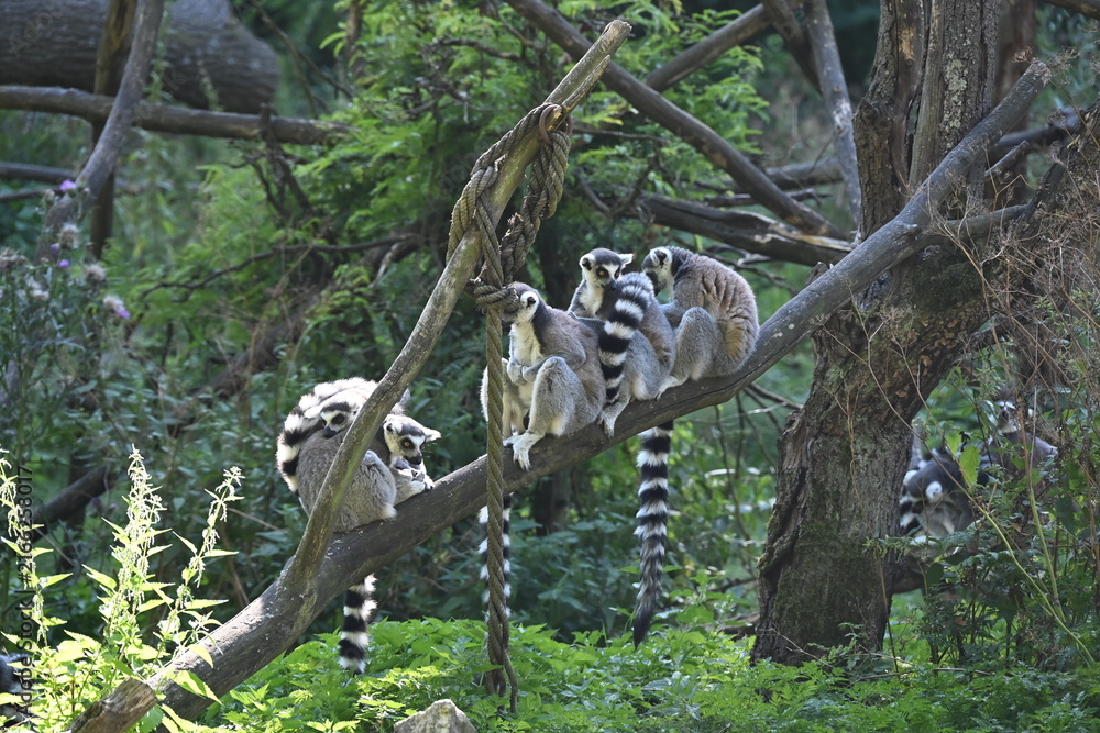 Fototapeta premium Lemur kata (Lemur catta), also known as the Ring-tailed Lemur, is a social primate endemic to Madagascar. It is recognized by its distinctive black-and-white ringed tail, gray fur, and large yellow ey