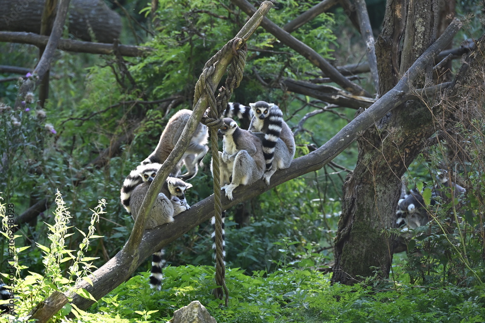 Fototapeta premium Lemur kata (Lemur catta), also known as the Ring-tailed Lemur, is a social primate endemic to Madagascar. It is recognized by its distinctive black-and-white ringed tail, gray fur, and large yellow ey