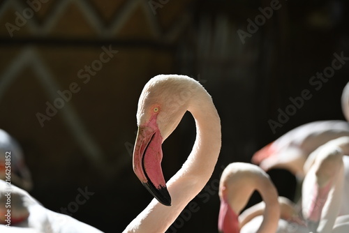 Phoenicopterus roseus (Greater Flamingo) is a large wading bird found across wetlands of Europe, Africa, and Asia. It is recognized by its pink plumage, long legs, curved bill, and social behavior, of