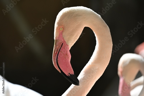 Phoenicopterus roseus (Greater Flamingo) is a large wading bird found across wetlands of Europe, Africa, and Asia. It is recognized by its pink plumage, long legs, curved bill, and social behavior, of