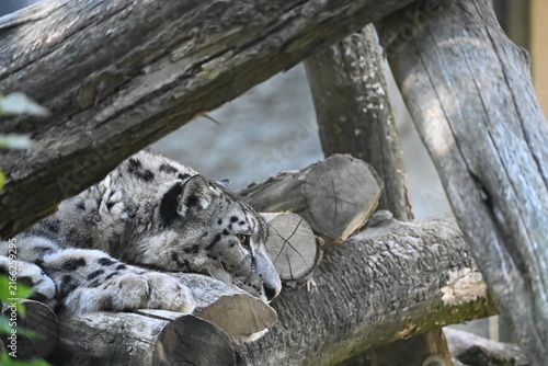the irbis, also known as the snow leopard (panthera uncia), is a large wild cat native to the high mountains of central and southern asia. it has thick pale fur with dark rosettes, a long bushy