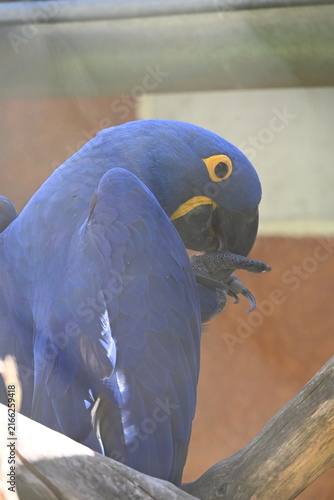 Ara hyacinthinus (Hyacinth Macaw) is the world's largest flying parrot, native to central and eastern South America. It is recognized by its brilliant cobalt-blue plumage, powerful beak, and distincti