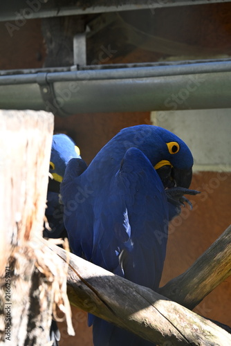 Ara hyacinthinus (Hyacinth Macaw) is the world's largest flying parrot, native to central and eastern South America. It is recognized by its brilliant cobalt-blue plumage, powerful beak, and distincti