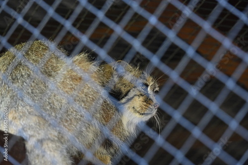 Manul (Otocolobus manul), also known as Pallas's cat, is a small wild cat native to the grasslands and rocky steppes of Central Asia. It is known for its dense fur, flat face, round pupils, and stocky