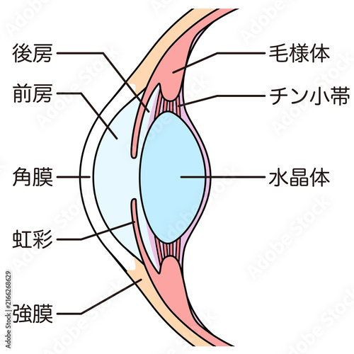 目の構造　眼球断面図