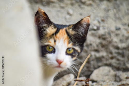 фотографія portrait of a black and yellow eyes cat