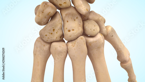 Bild auf Leinwand carpometacarpal joint bones of 3d illustration