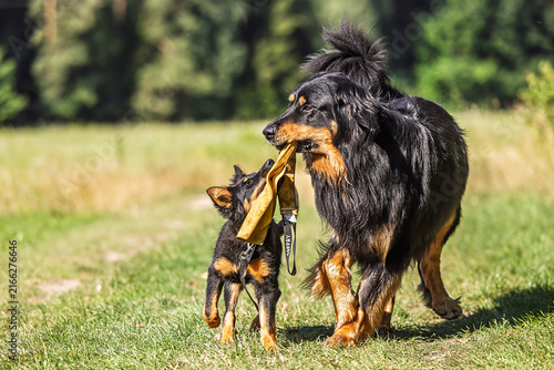 Hovawart and Bohemian Shepherd puppy share yellow tug toy outdoors together happily