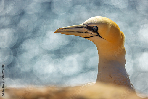 sunlit Northern Gannet Morus bassanus portrait above shimmering blue sea background today