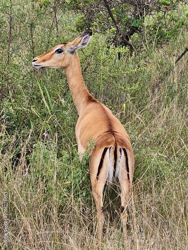 Cuadro en lienzo Female Impala (Aepyceros melampus)