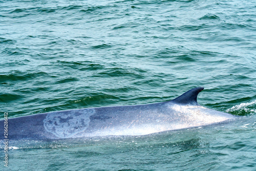 Photography Close-up view of a large whale swimming at the ocean surface, showing its dorsal fin and textured grey skin